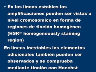 • En las líneas estables las
amplificaciones pueden ser vistas a
nivel cromosómico en forma de
regiones de tinción homogénea
(HSR= homogeneously staining
region)
En líneas inestables los elementos
adicionales también pueden ser
observados y se comprueba
mediante tinción con Hoechst
 