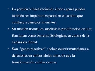 • La pérdida o inactivación de ciertos genes pueden
también ser importantes pasos en el camino que
conduce a cánceres invasivos.
• Su función normal es suprimir la proliferación celular,
funcionan como barreras fisiológicas en contra de la
expansión clonal.
• Son "genes recesivos" : deben ocurrir mutaciones o
deleciones en ambos alelos antes de que la
transformación celular ocurra.
 