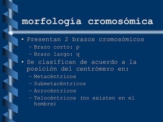 morfología cromosómica
• Presentan 2 brazos cromosómicos
– Brazo corto: p
– Brazo largo: q
• Se clasifican de acuerdo a la
posición del centrómero en:
– Metacéntricos
– Submetacéntricos
– Acrocéntricos
– Telocéntricos (no existen en el
hombre)
 