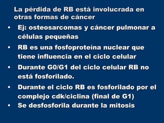 La pérdida de RB está involucrada en
otras formas de cáncer
• Ej: osteosarcomas y cáncer pulmonar a
células pequeñas
• RB es una fosfoproteína nuclear que
tiene influencia en el ciclo celular
• Durante G0/G1 del ciclo celular RB no
está fosforilado.
• Durante el ciclo RB es fosforilado por el
complejo cdk/ciclina (final de G1)
• Se desfosforila durante la mitosis
 