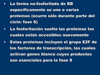 • La forma no-fosforilada de RB
específicamente se une a varias
proteínas (ocurre sólo durante parte del
ciclo: fase S)
• La fosforilación suelta las proteínas las
cuales están accesibles nuevamente
• Estas proteínas incluyen el grupo E2F de
los factores de transcripción, los cuales
activan genes blanco cuyos productos
son esenciales para la fase S
 