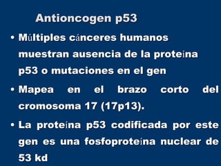 Antioncogen p53
• Múltiples cánceres humanos
muestran ausencia de la proteína
p53 o mutaciones en el gen
• Mapea en el brazo corto del
cromosoma 17 (17p13).
• La proteína p53 codificada por este
gen es una fosfoproteína nuclear de
53 kd
 