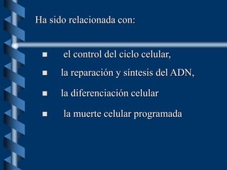  el control del ciclo celular,
 la reparación y síntesis del ADN,
 la diferenciación celular
 la muerte celular programada
Ha sido relacionada con:
 