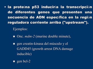 • la proteína p53 induciría la transcripción
de diferentes genes que presenten una
secuencia de ADN específica en la región
reguladora corriente arriba ("upstream").
Ejemplos:
 Onc. mdm-2 (murine double minute),
 gen creatin-kinasa del músculo y el
GADD45 (growth arrest DNA damage
inducible)
 gen bcl-2
 