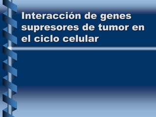 Interacción de genes
supresores de tumor en
el ciclo celular
 