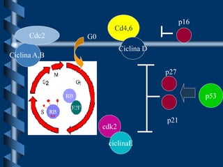 Ciclina A,B
Cdc2 G0
Cd4,6
Ciclina D
p16
p53
p27
p21
cdk2
ciclinaE
 