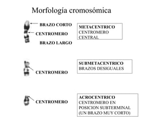 CENTROMERO
BRAZO LARGO
BRAZO CORTO
METACENTRICO
CENTROMERO
CENTRAL
CENTROMERO
SUBMETACENTRICO
BRAZOS DESIGUALES
CENTROMERO
ACROCENTRICO
CENTROMERO EN
POSICION SUBTERMINAL
(UN BRAZO MUY CORTO)
Morfología cromosómica
 