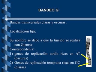 Bandas transversales claras y oscuras .
Localización fija,
Su nombre se debe a que la tinción se realiza
con Giemsa
Corresponden a:
1) genes de replicación tardía ricas en AT
(oscuras)
2) Genes de replicación temprana ricas en GC
(claras)
BANDEO G:
 