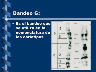 Bandeo G:
• Es el bandeo que
se utiliza en la
nomenclatura de
los cariotipos
 