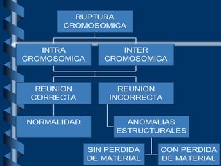 INTRA
CROMOSOMICA
INTER
CROMOSOMICA
NORMALIDAD
REUNION
CORRECTA
SIN PERDIDA
DE MATERIAL
CON PERDIDA
DE MATERIAL
ANOMALIAS
ESTRUCTURALES
REUNION
INCORRECTA
RUPTURA
CROMOSOMICA
 