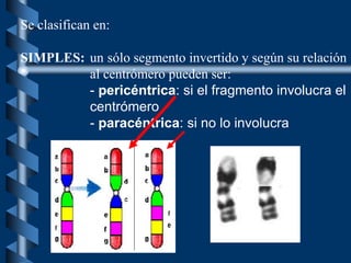 Se clasifican en:
SIMPLES: un sólo segmento invertido y según su relación
al centrómero pueden ser:
- pericéntrica: si el fragmento involucra el
centrómero
- paracéntrica: si no lo involucra
 