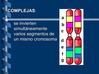 COMPLEJAS:
se invierten
simultáneamente
varios segmentos de
un mismo cromosoma
 