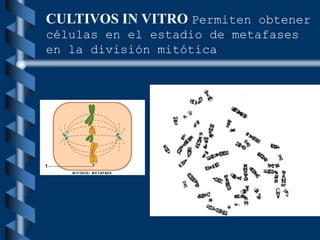 CULTIVOS IN VITRO Permiten obtener
células en el estadio de metafases
en la división mitótica
 