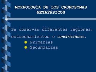 Se observan diferentes regiones:
estrechamientos o constricciones.
Primarias
Secundarias
MORFOLOGÍA DE LOS CROMOSOMAS
METAFÁSICOS
 