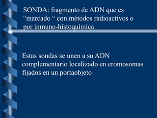 SONDA: fragmento de ADN que es
“marcado “ con métodos radioactivos o
por inmuno-histoquímica
Estas sondas se unen a su ADN
complementario localizado en cromosomas
fijados en un portaobjeto
 