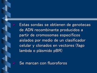  Estas sondas se obtienen de genotecas
de ADN recombinante producidos a
partir de cromosomas específicos
aislados por medio de un clasificador
celular y clonados en vectores (fago
lambda o plásmido pBR)
 Se marcan con fluoroforos
 