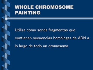 WHOLE CHROMOSOME
PAINTING
Utiliza como sonda fragmentos que
contienen secuencias homólogas de ADN a
lo largo de todo un cromosoma
 