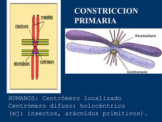 HUMANOS: Centrómero localizado
Centrómero difuso: holocéntrico
(ej: insectos, arácnidos primitivos).
CONSTRICCION
PRIMARIA
 