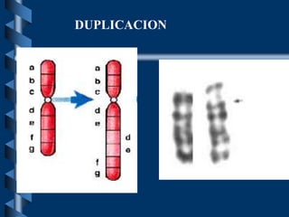 DUPLICACION
 