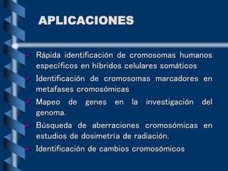 APLICACIONES
 Rápida identificación de cromosomas humanos
específicos en híbridos celulares somáticos
 Identificación de cromosomas marcadores en
metafases cromosómicas
 Mapeo de genes en la investigación del
genoma.
 Búsqueda de aberraciones cromosómicas en
estudios de dosimetría de radiación.
 Identificación de cambios cromosómicos
 