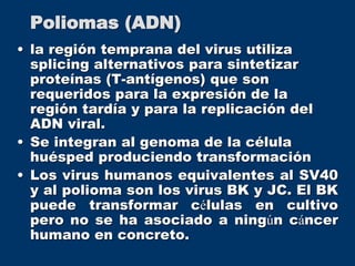 • la región temprana del virus utiliza
splicing alternativos para sintetizar
proteínas (T-antígenos) que son
requeridos para la expresión de la
región tardía y para la replicación del
ADN viral.
• Se integran al genoma de la célula
huésped produciendo transformación
• Los virus humanos equivalentes al SV40
y al polioma son los virus BK y JC. El BK
puede transformar células en cultivo
pero no se ha asociado a ningún cáncer
humano en concreto.
Poliomas (ADN)
 