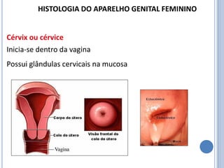 Inicia-se dentro da vagina
Possui glândulas cervicais na mucosa
Cérvix ou cérvice
HISTOLOGIA DO APARELHO GENITAL FEMININO
 