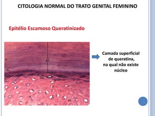 Epitélio Escamoso Queratinizado
Camada superficial
de queratina,
na qual não existe
núcleo
CITOLOGIA NORMAL DO TRATO GENITAL FEMININO
 
