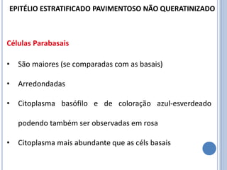 Células Parabasais
• São maiores (se comparadas com as basais)
• Arredondadas
• Citoplasma basófilo e de coloração azul-esverdeado
podendo também ser observadas em rosa
• Citoplasma mais abundante que as céls basais
EPITÉLIO ESTRATIFICADO PAVIMENTOSO NÃO QUERATINIZADO
 