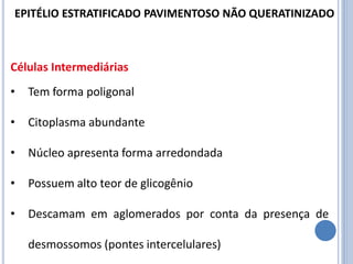 Células Intermediárias
• Tem forma poligonal
• Citoplasma abundante
• Núcleo apresenta forma arredondada
• Possuem alto teor de glicogênio
• Descamam em aglomerados por conta da presença de
desmossomos (pontes intercelulares)
EPITÉLIO ESTRATIFICADO PAVIMENTOSO NÃO QUERATINIZADO
 