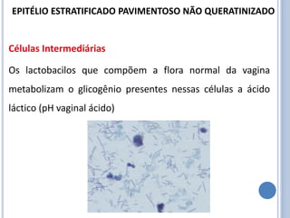 Células Intermediárias
Os lactobacilos que compõem a flora normal da vagina
metabolizam o glicogênio presentes nessas células a ácido
láctico (pH vaginal ácido)
EPITÉLIO ESTRATIFICADO PAVIMENTOSO NÃO QUERATINIZADO
 