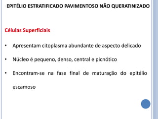 Células Superficiais
• Apresentam citoplasma abundante de aspecto delicado
• Núcleo é pequeno, denso, central e picnótico
• Encontram-se na fase final de maturação do epitélio
escamoso
EPITÉLIO ESTRATIFICADO PAVIMENTOSO NÃO QUERATINIZADO
 