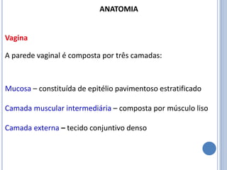 A parede vaginal é composta por três camadas:
Mucosa – constituída de epitélio pavimentoso estratificado
Camada muscular intermediária – composta por músculo liso
Camada externa – tecido conjuntivo denso
Vagina
ANATOMIA
 