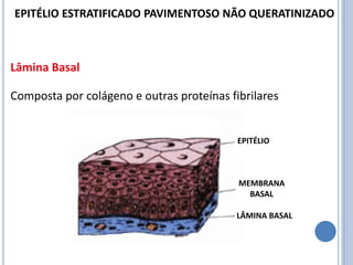 Lâmina Basal
Composta por colágeno e outras proteínas fibrilares
EPITÉLIO ESTRATIFICADO PAVIMENTOSO NÃO QUERATINIZADO
EPITÉLIO
MEMBRANA
BASAL
LÂMINA BASAL
 