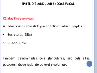 Células Endocervicais
A endocervice é revestida por epitélio cilíndrico simples
• Secretoras (95%)
• Ciliadas (5%)
Também denominadas céls glandulares, são céls altas,
possuem núcleo redondo ou oval e volumoso
EPITÉLIO GLANDULAR ENDOCERVICAL
 