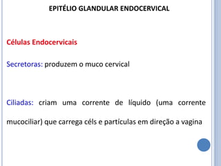 Células Endocervicais
Secretoras: produzem o muco cervical
Ciliadas: criam uma corrente de líquido (uma corrente
mucociliar) que carrega céls e partículas em direção a vagina
EPITÉLIO GLANDULAR ENDOCERVICAL
 