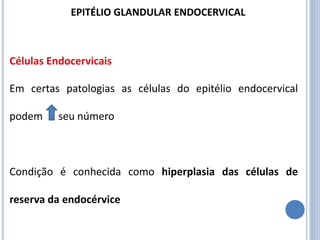 Células Endocervicais
Em certas patologias as células do epitélio endocervical
podem seu número
Condição é conhecida como hiperplasia das células de
reserva da endocérvice
EPITÉLIO GLANDULAR ENDOCERVICAL
 