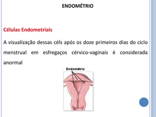 A visualização dessas céls após os doze primeiros dias do ciclo
menstrual em esfregaços cérvico-vaginais é considerada
anormal
Células Endometriais
ENDOMÉTRIO
 