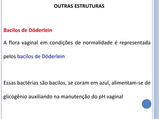 A flora vaginal em condições de normalidade é representada
pelos bacilos de Döderlein
Essas bactérias são bacilos, se coram em azul, alimentam-se de
glicogênio auxiliando na manutenção do pH vaginal
Bacilos de Döderlein
OUTRAS ESTRUTURAS
 