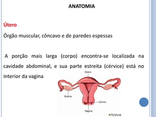 Órgão muscular, côncavo e de paredes espessas
A porção mais larga (corpo) encontra-se localizada na
cavidade abdominal, e sua parte estreita (cérvice) está no
interior da vagina
Útero
ANATOMIA
 