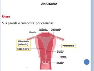Sua parede é composta por camadas:
Útero
Paramétrio
Endométrio
Miométrio
(músculo)
ANATOMIA
 