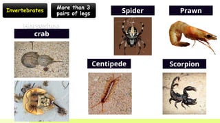 CLASSIFICATION OF ANIMAL FORM 2 CHAPTER 1 | PPTX