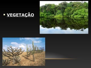  VEGETAÇÃOVEGETAÇÃO
 