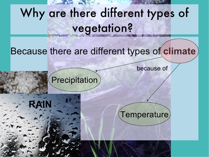 Natural Vegetation Climate's Effect on Vegetation