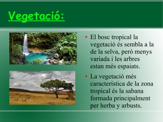 Vegetació:
● El bosc tropical la
vegetació és sembla a la
de la selva, però menys
variada i les arbres
estan més espaiats.
● La vegetació més
característica de la zona
tropical és la sabana
formada principalment
per herba y arbusts.
 