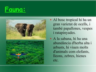 Fauna:
● Al bosc tropical hi ha un
gran varietat de ocells, i
també papallones, vespes
i ratapinyades.
● A la sabana, hi ha una
abundància d'herba alta i
arbusts, hi viuen molts
d'animals com elefants,
lleons, zebres, hienes
etc.
 