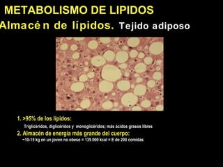Almac én de lípidos.  Tejido adiposo METABOLISMO DE LI PIDOS 1. >95% de los lípidos:  Triglicéridos, diglicéridos y  monoglicéridos; más ácidos grasos libres 2. Almac én de energía más grande del cuerpo:  ~10-15 kg en un joven no obeso = 135 000 kcal = E de 200 comidas 
