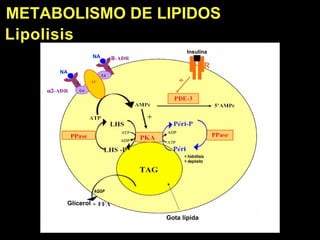 METABOLISMO DE LI PIDOS Lipolisis AQGP < hidr ólisis > depósito R Insulina NA NA Glicerol Gota lípida 