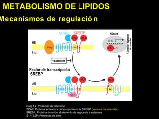 METABOLISMO DE LI PIDOS Mecanismos de regulación  Factor de transcripci ón SREBP Es Es Insig 1,2, Proteínas de retención  SCAP, Proteina activadora del rompimiento de SREBP ( sensora de esteroles ) SREBP, Proteina de unión al elemento de respuesta a esteroles S1P, S2P; Proteasas de sitio  <Esteroles Núcleo RE Luz Luz AG > Síntesis y captación  de  esteroles 