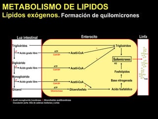 METABOLISMO DE LI PIDOS Lípidos exógenos.   Formación de quilomicrones Triglicéridos Diglicérido Monoglicérido Glicerol Acetil-CoA Acetil-CoA Acetil-CoA Glicerofosfato Triglicéridos Base nitrogenada Acido fosfatídico ATP ATP ATP ATP Acido grado libre Acido grado libre Acido grado libre CoA-SH CoA-SH Luz intestinal Enterocito Linfa 1nm LP LP LP 1 . Acetil monoglicerido transferasa.  2 . Glicerofosfato acetiltransferasa Ciuculación porta: AGs de cadenas medianas y cortas  1 1 Glicerocinasa 2 Fosfolípidos CoA-SH Quilomicrones AG 