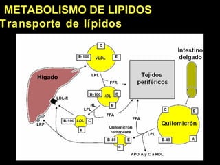 Hígado  METABOLISMO DE LI PIDOS Transporte de l ípidos 